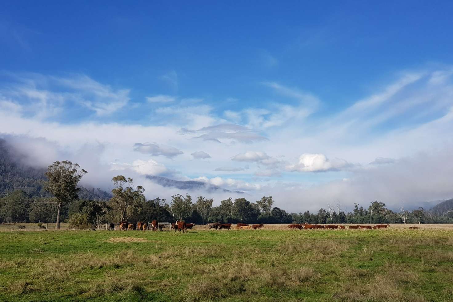 Main view of Homely ruralOther listing, 2072 Maroondah Highway, Buxton VIC 3711