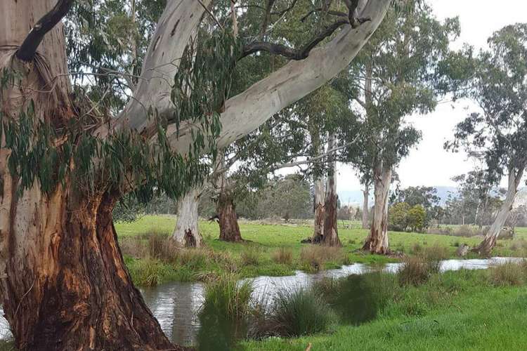 Fourth view of Homely ruralOther listing, 2072 Maroondah Highway, Buxton VIC 3711