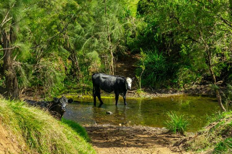 Third view of Homely ruralOther listing, 1224 Cawongla Road, Larnook NSW 2480