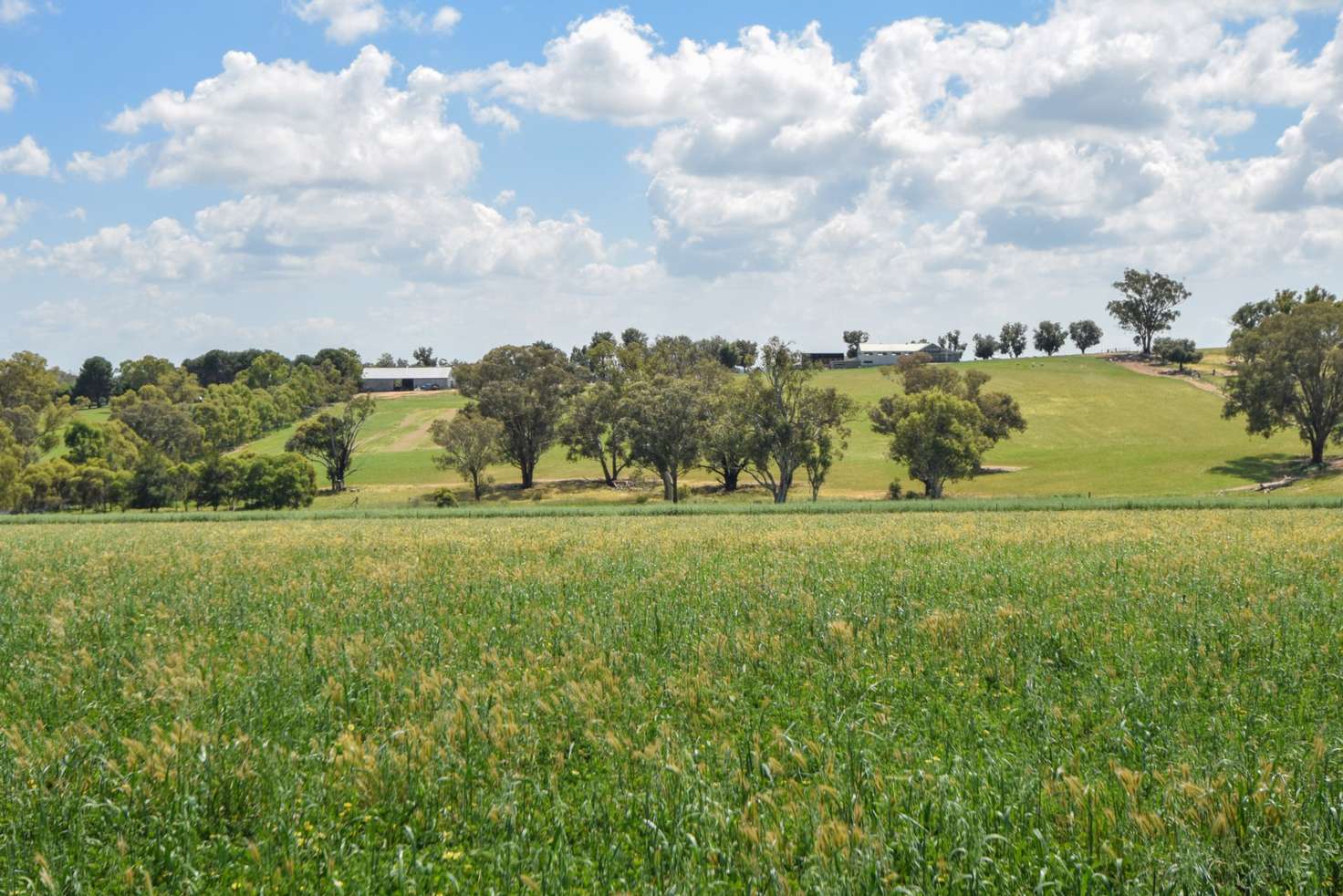 Main view of Homely ruralOther listing, 1106 Scenic Road, Young NSW 2594
