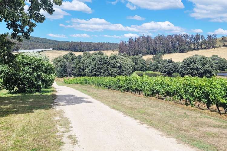 Main view of Homely viticulture listing, 167 Adams Road, Lebrina TAS 7254