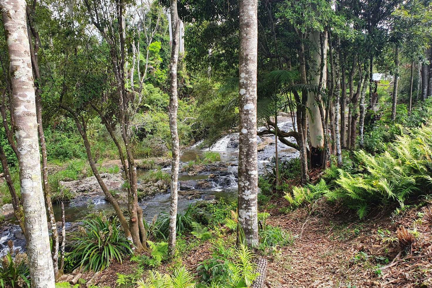 Main view of Homely house listing, 23 Lloyds Road, Springbrook QLD 4213