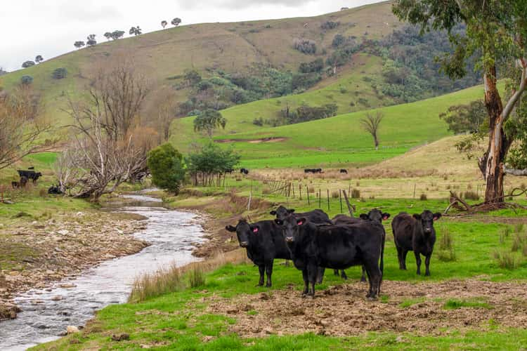 Main view of Homely ruralOther listing, 'Rockview' 400 Horse Creek Road, Jingellic NSW 2642