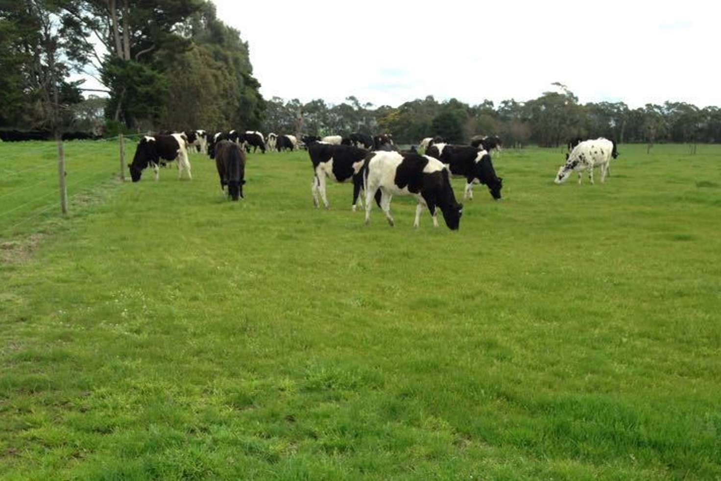 Main view of Homely dairy listing, 489 Howards Road, Garvoc VIC 3265