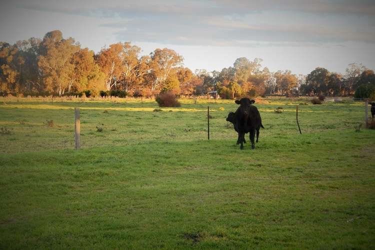 00 Benjeroop Murrabit Rd - Henry Lane, Benjeroop VIC 3579