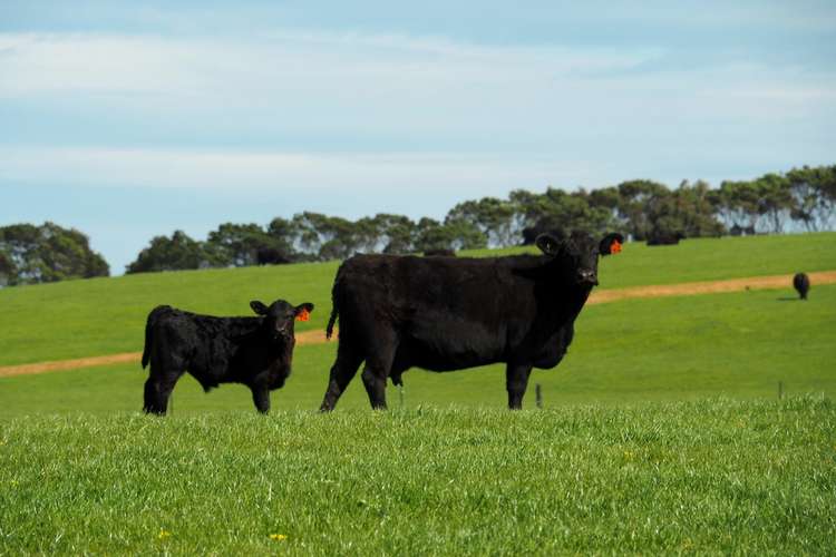 Third view of Homely mixedFarming listing, 190 Treloars Road, Condah VIC 3303