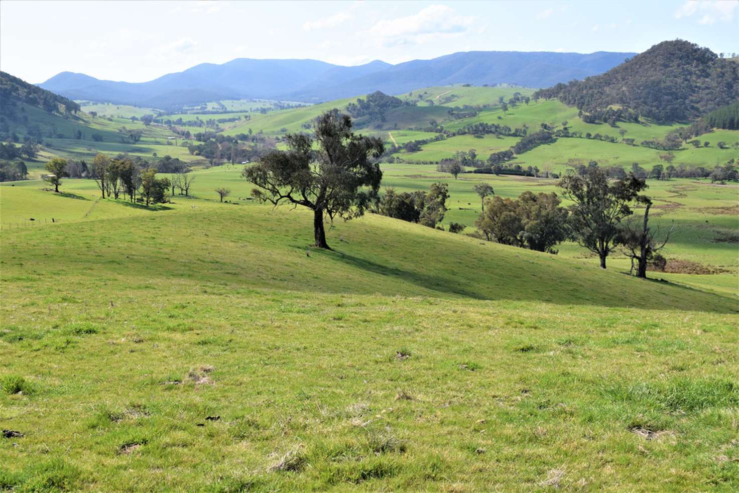 Main view of Homely livestock listing, 3973 Murray Valley Highway, Berringama VIC 3691