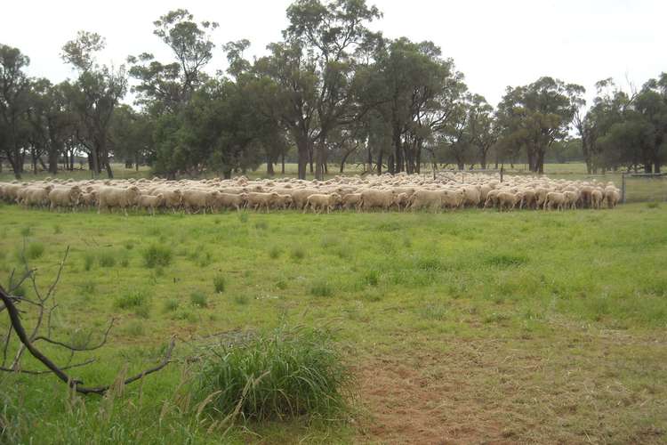 Main view of Homely livestock listing, . BLUE RIBBON SHEEP COUNTRY -, Cunnamulla QLD 4490