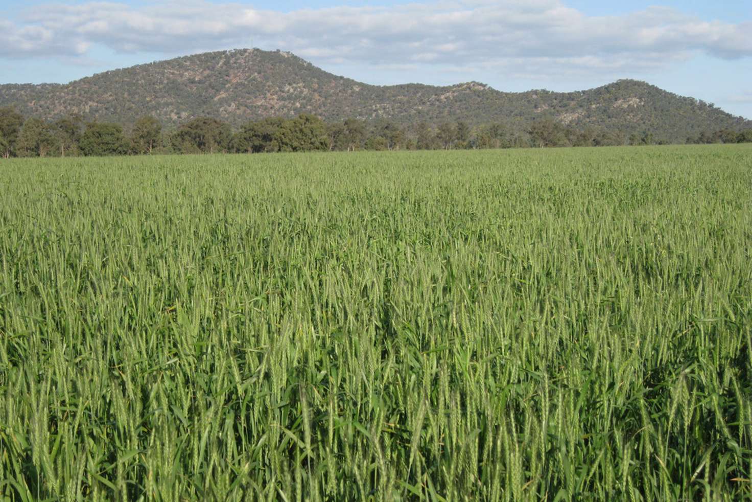 Main view of Homely mixedFarming listing, 1032 Manna Forest Road, Condobolin NSW 2877