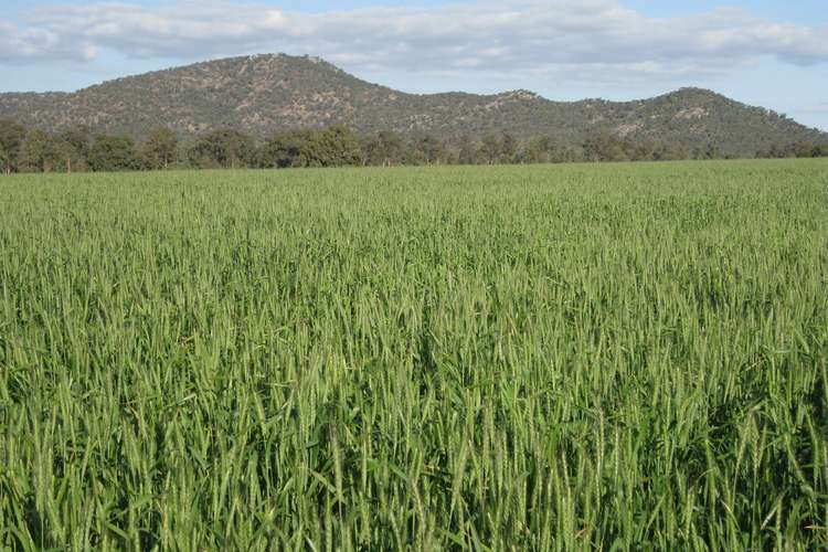 Main view of Homely mixedFarming listing, 1032 Manna Forest Road, Condobolin NSW 2877