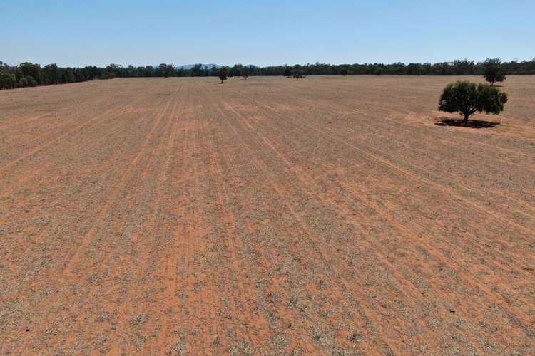 Fifth view of Homely mixedFarming listing, 1032 Manna Forest Road, Condobolin NSW 2877