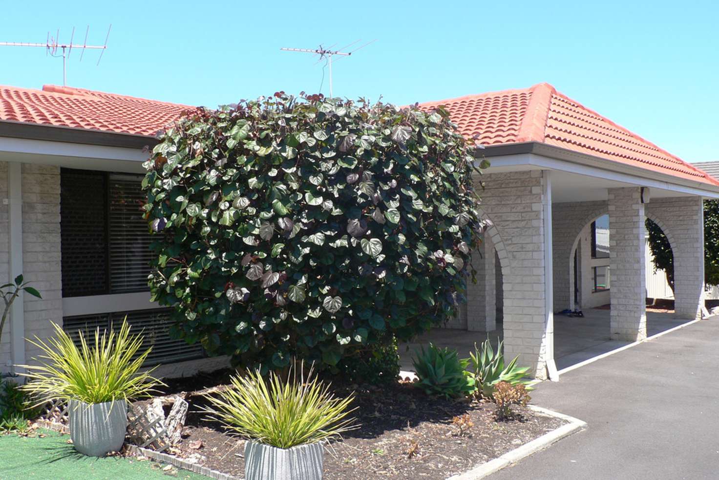 Main view of Homely townhouse listing, 3-101 Waterloo Street, Tuart Hill WA 6060