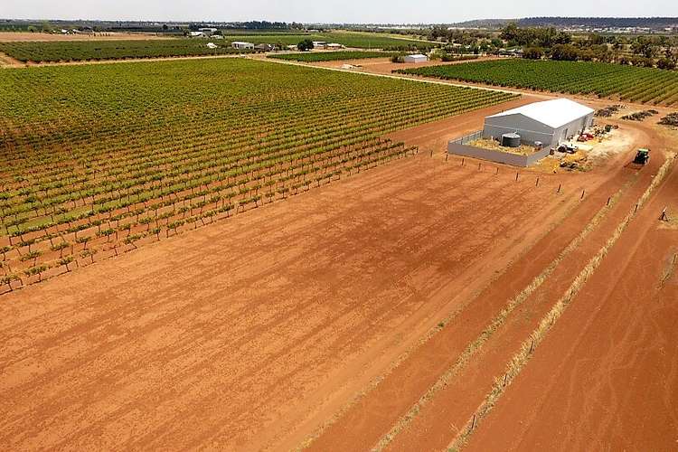 Third view of Homely viticulture listing, Farm 598A Bilbul Road, Beelbangera NSW 2680