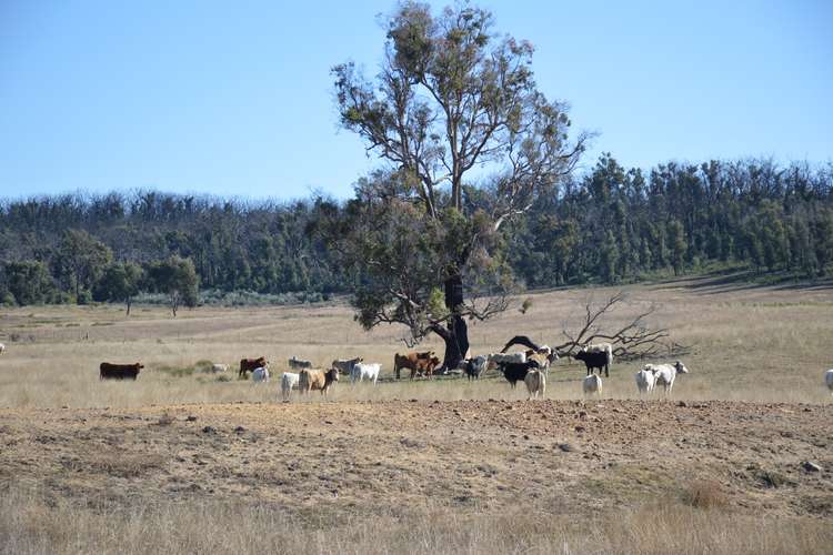 Sixth view of Homely lifestyle listing, Lots 133 & 134 Turill Bus Route, Turill, Mudgee NSW 2850