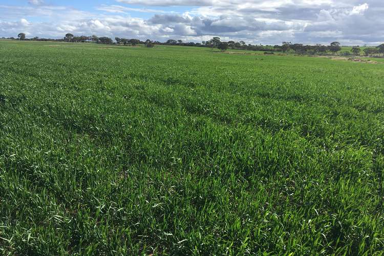 Main view of Homely mixedFarming listing, Lot 100 Chandler-Merredin Road, Merredin WA 6415