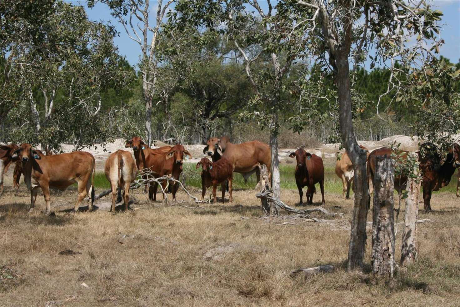 Main view of Homely livestock listing, Address available on request