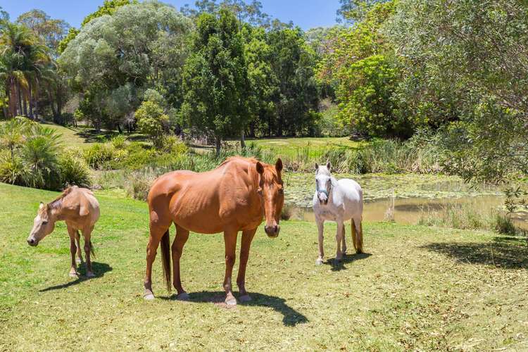 Second view of Homely house listing, 390 Schreibers Road, Cooran QLD 4569