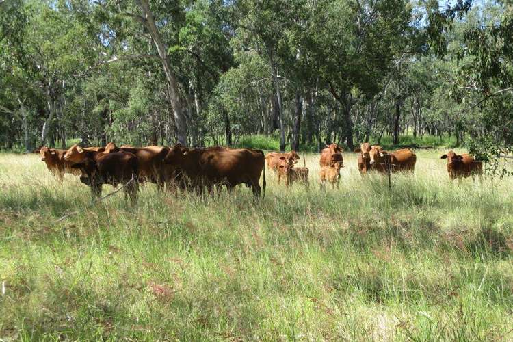 2519 ACRES GRAZING PROPERTY, Dulacca QLD 4425