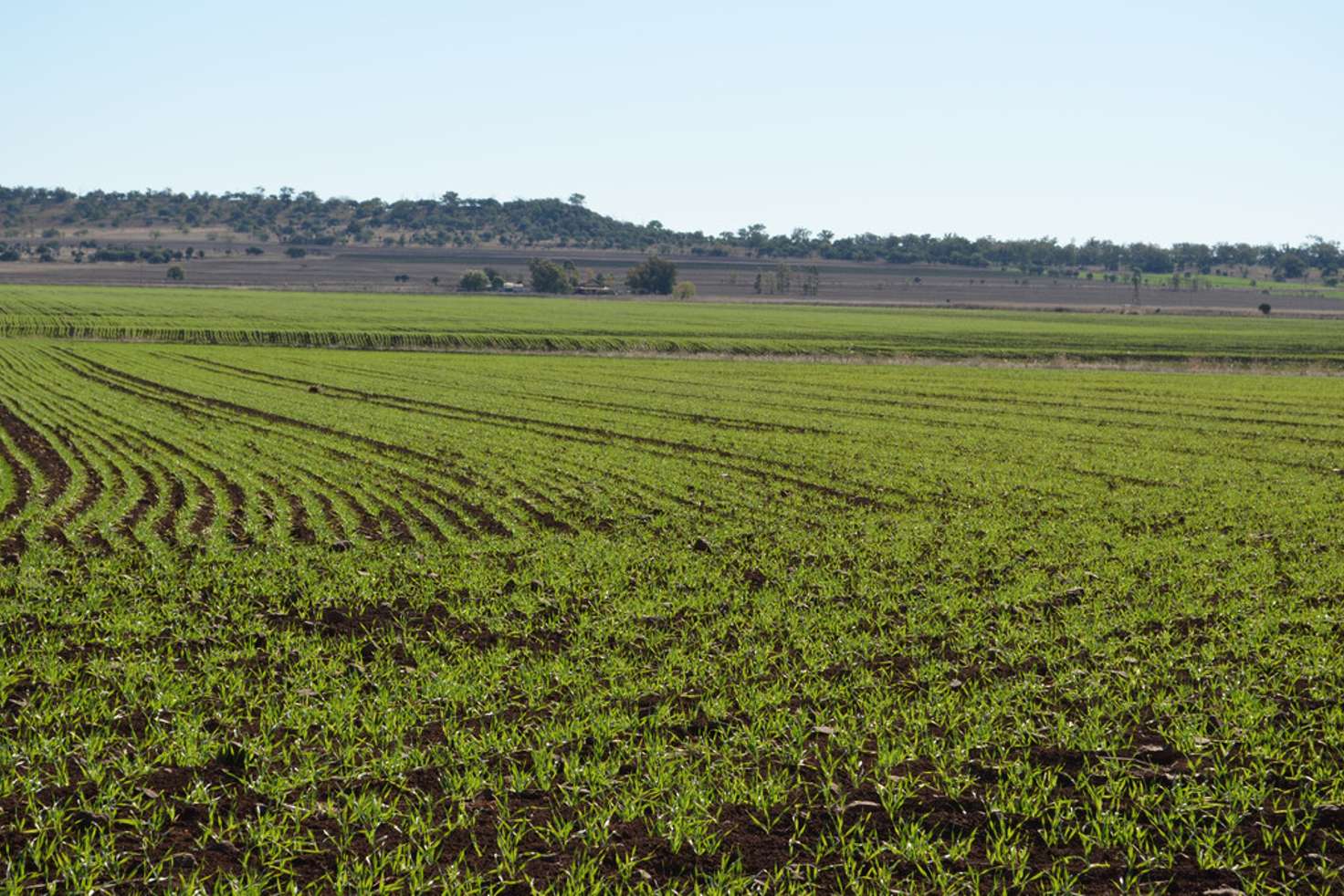 Main view of Homely mixedFarming listing, 1071 Oakey-Pittsworth Road, Aubigny QLD 4401