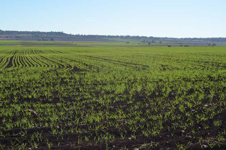 Third view of Homely mixedFarming listing, 1071 Oakey-Pittsworth Road, Aubigny QLD 4401