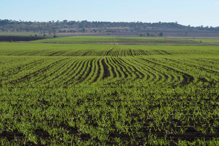 Fourth view of Homely mixedFarming listing, 1071 Oakey-Pittsworth Road, Aubigny QLD 4401