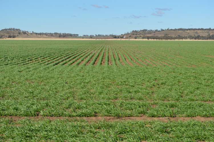 Seventh view of Homely mixedFarming listing, 1071 Oakey-Pittsworth Road, Aubigny QLD 4401