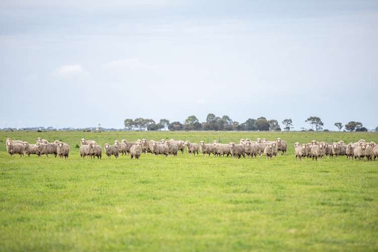 Main view of Homely mixedFarming listing, 240 Old Avenue Road, Lucindale SA 5272