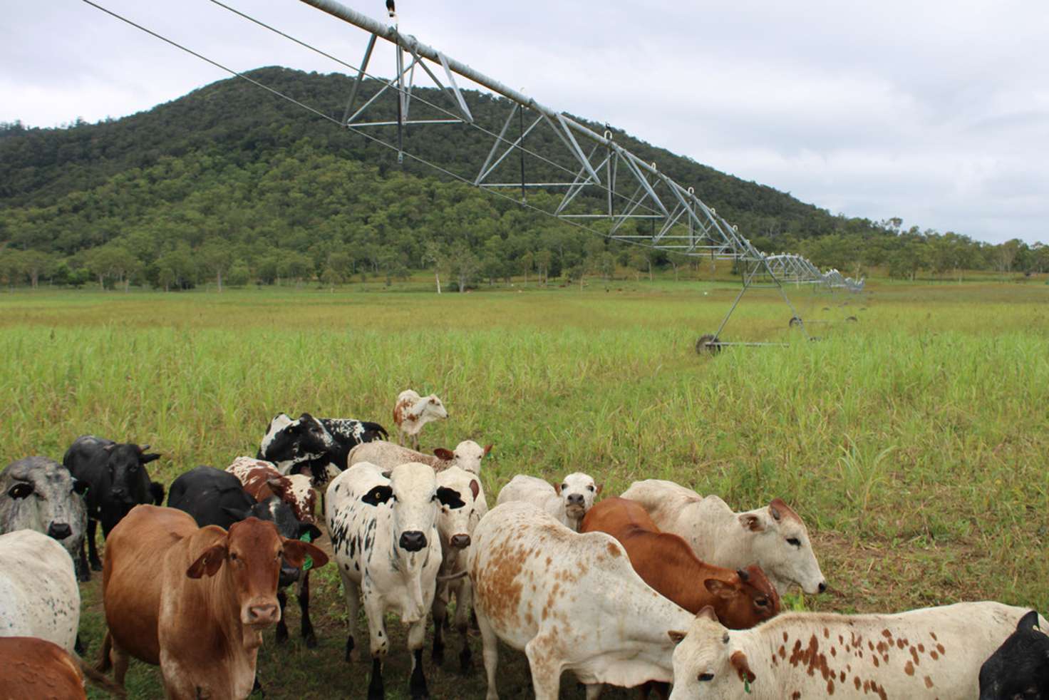 Main view of Homely livestock listing, 50 Vassallos Road, Brightly QLD 4741