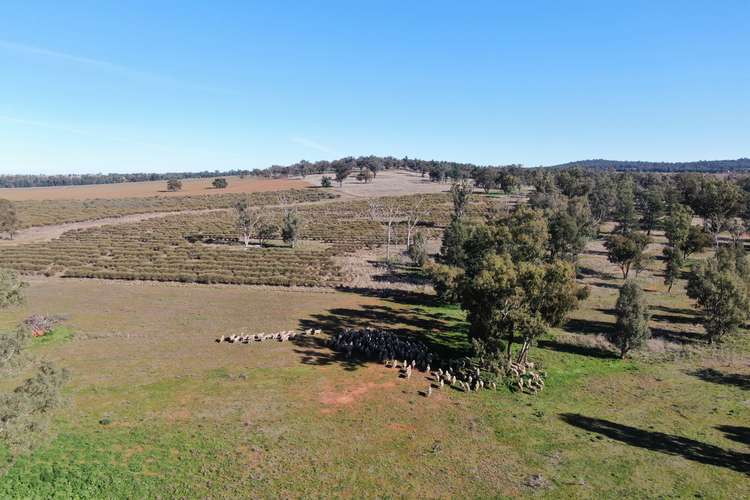 Fifth view of Homely mixedFarming listing, 'Brigadoon', 3528 Wirrinya Road, Forbes NSW 2871
