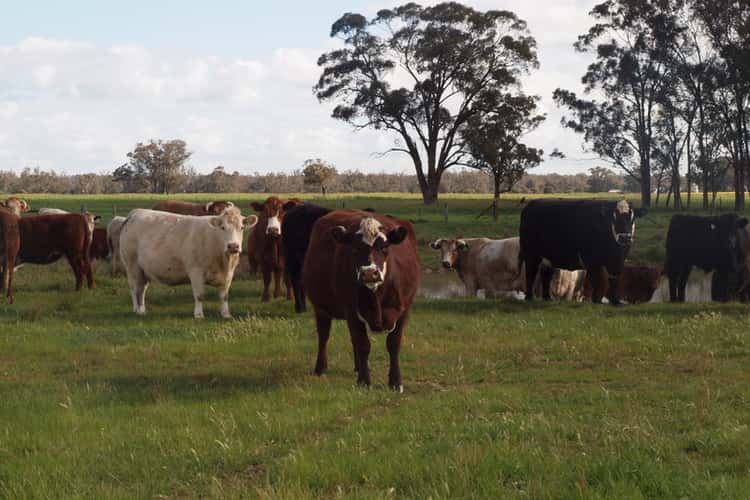 - Yallambi, Bribbaree NSW 2594