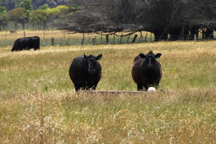 Sixth view of Homely mixedFarming listing, - Terang-Woolsthorpe Road, Ballangeich VIC 3279