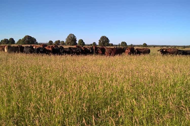 Second view of Homely livestock listing, 1013 Bundalba Road, Goovigen QLD 4702