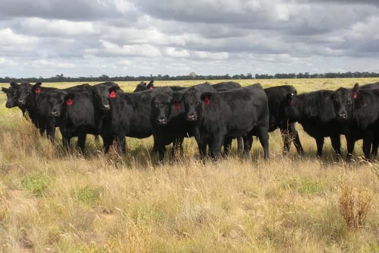 Main view of Homely livestock listing, ''Raheen'' Raheen Road, Hay NSW 2711