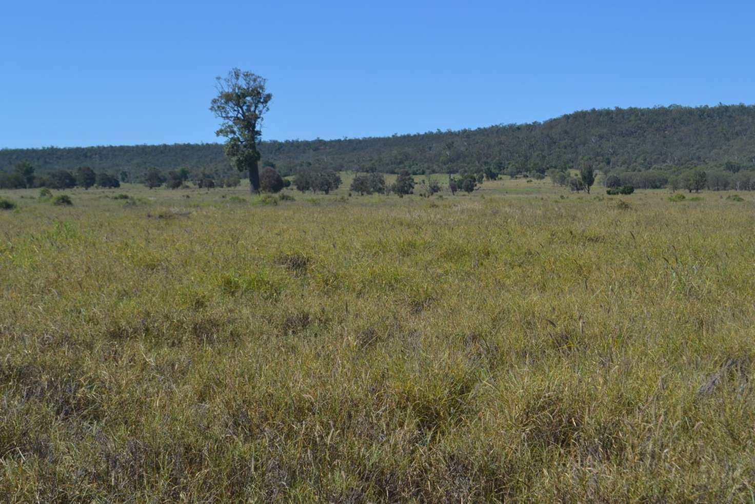 Main view of Homely livestock listing, 560 Engels Road, Goovigen QLD 4702