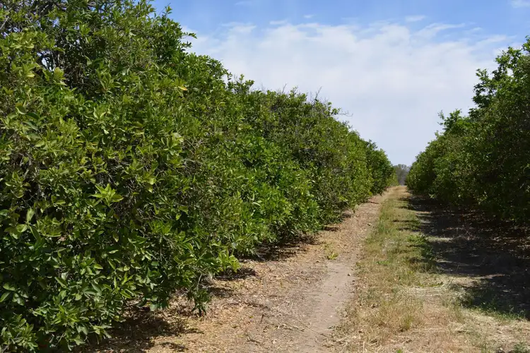 Lot 9 Channel Road, Curlwaa NSW 2648