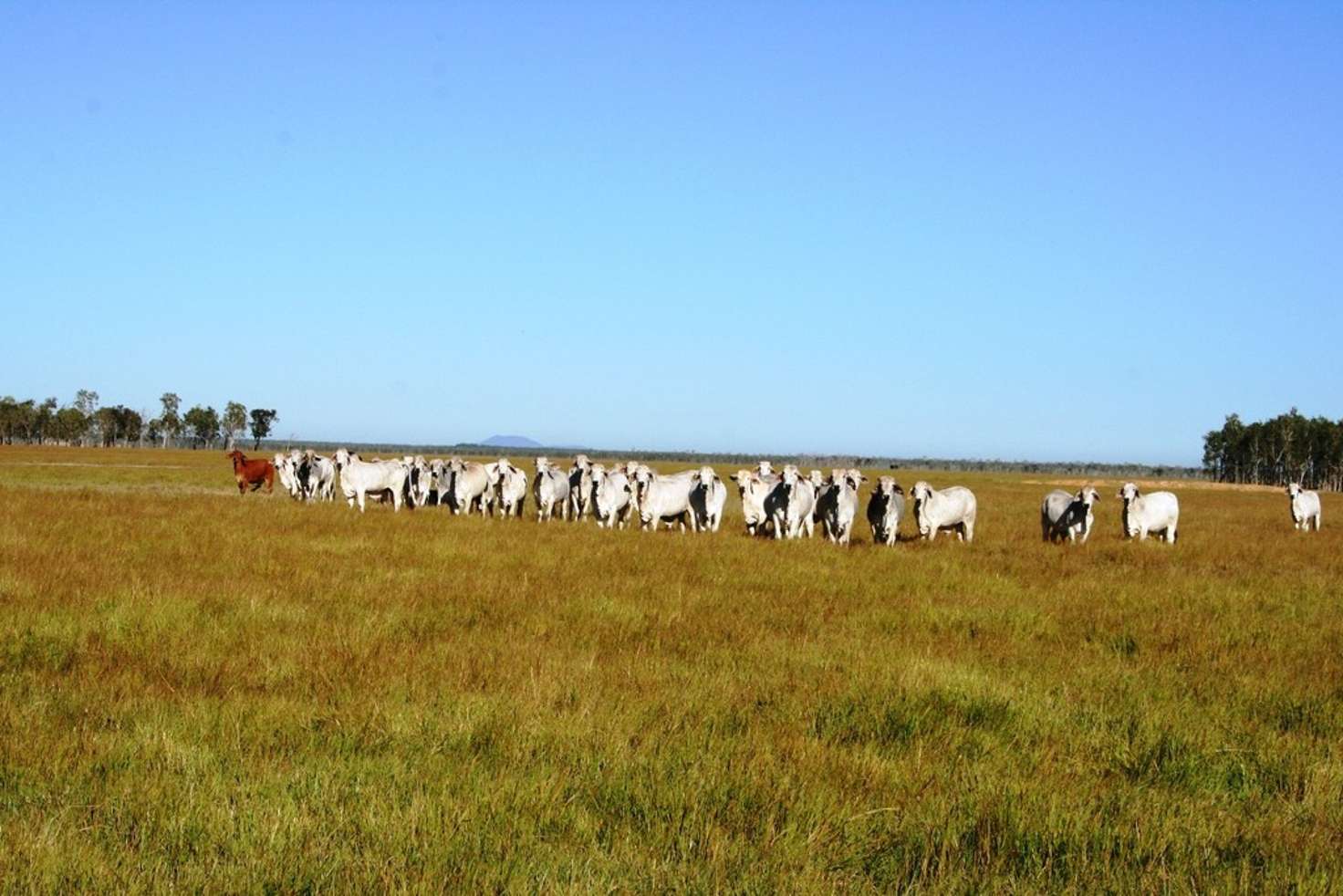 Main view of Homely livestock listing, Address available on request