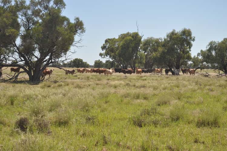 Second view of Homely livestock listing, Gibson P/ship "GUNNADORAH", Quilpie QLD 4480