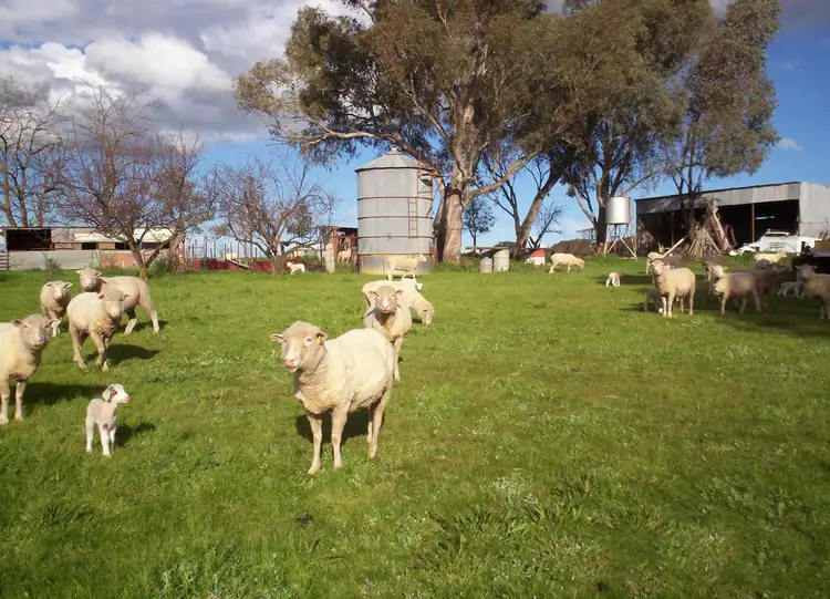 57 Mahers, Cookardinia NSW 2650