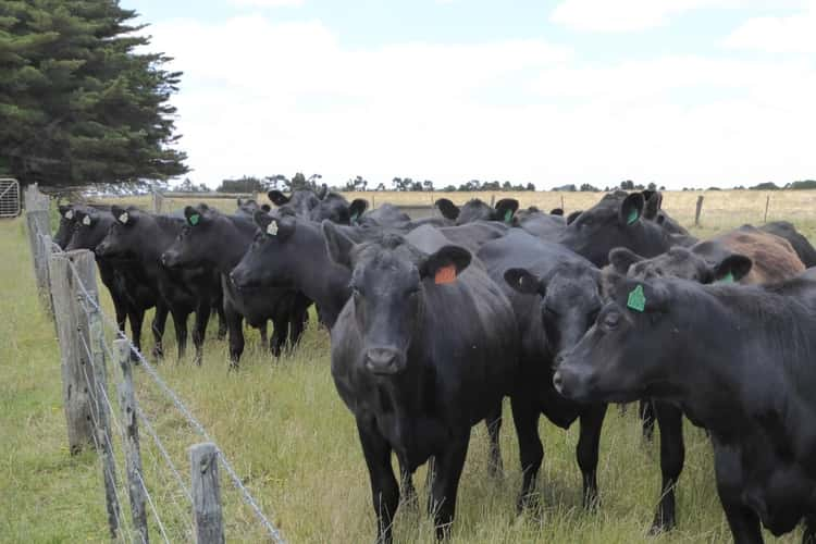 Seventh view of Homely mixedFarming listing, - Terang-Woolsthorpe Road, Ballangeich VIC 3279