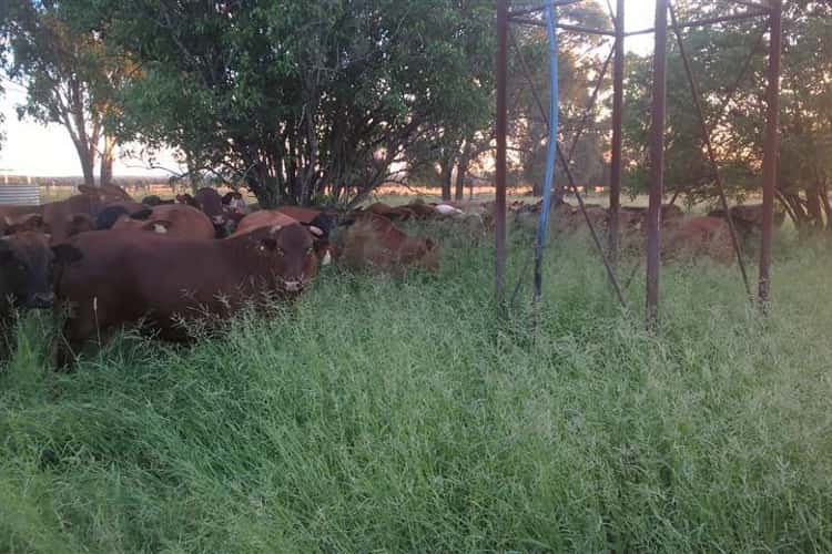 Seventh view of Homely livestock listing, 1013 Bundalba Road, Goovigen QLD 4702