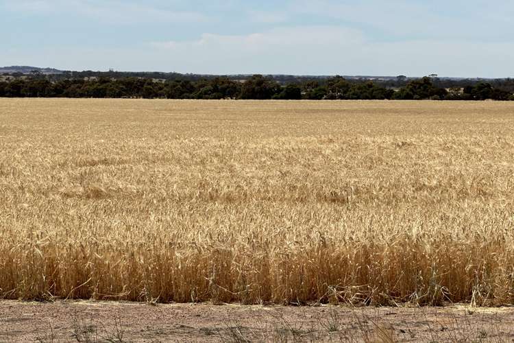 Main view of Homely farmlet listing, 13181 Rabbit Proof Fence  Road, Nyabing WA 6341