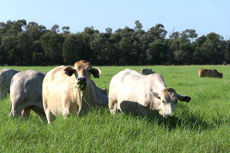 Main view of Homely mixedFarming listing, 'Aura Park' North Pattens Road, Boynewood, Mundubbera QLD 4626