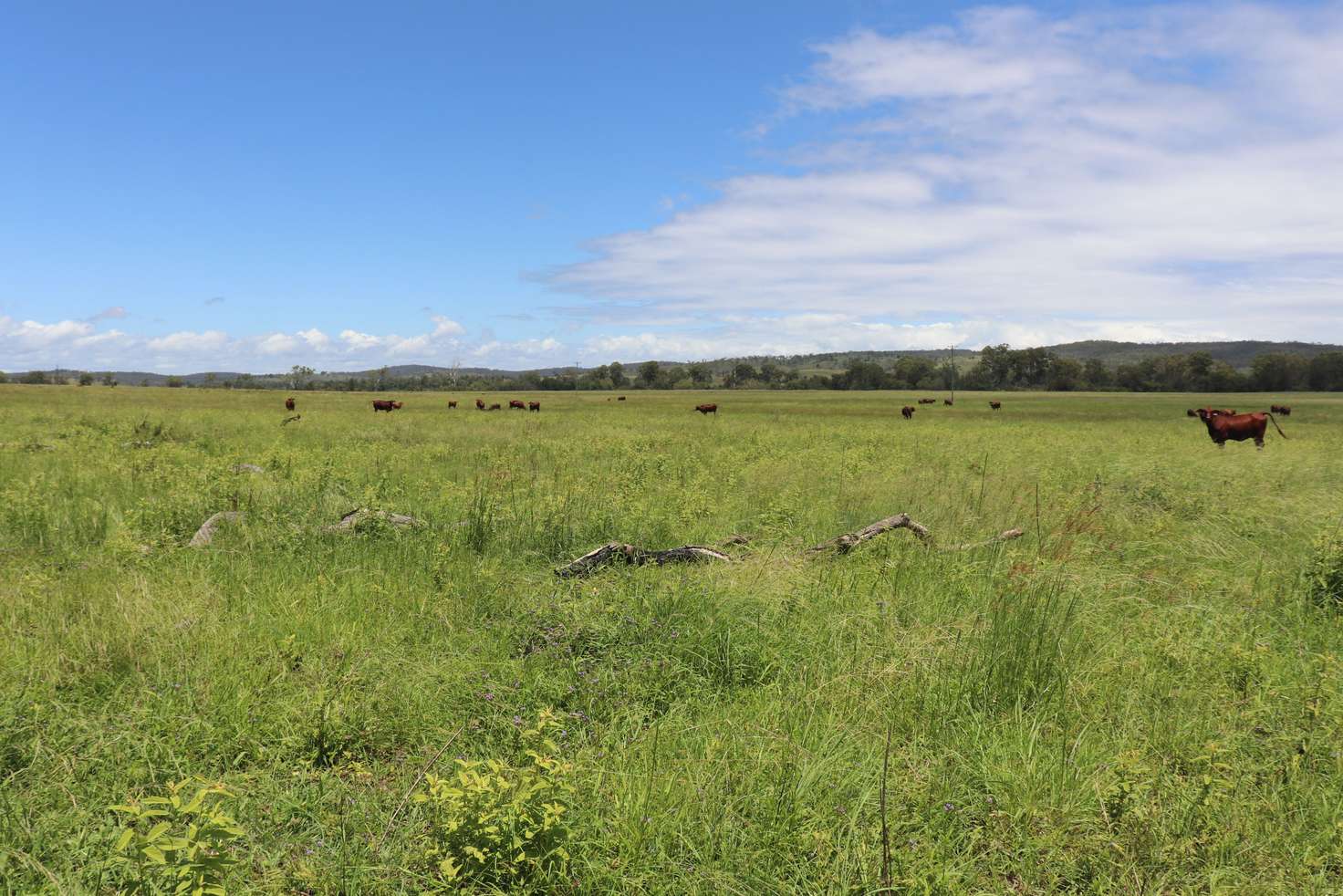 Main view of Homely ruralOther listing, Mt Marcella Ross Road, Booubyjan QLD 4601