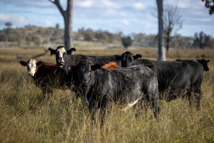 Main view of Homely mixedFarming listing, 5309 Thunderbolts Way, Abington NSW 2350