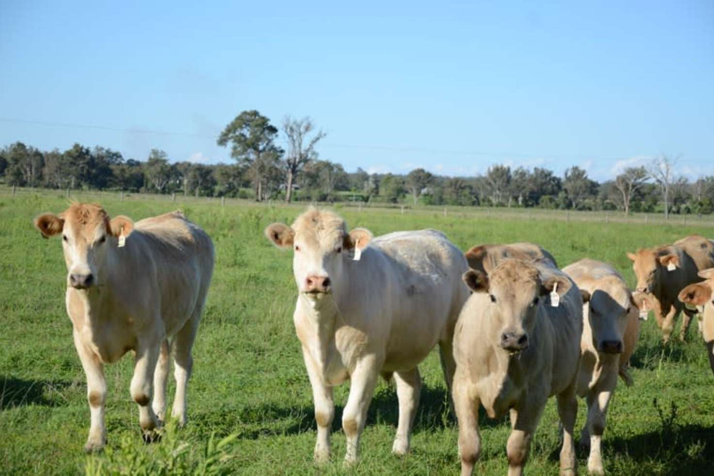 Main view of Homely livestock listing, 801 Rocky Gully Road, Atkinsons Dam QLD 4311