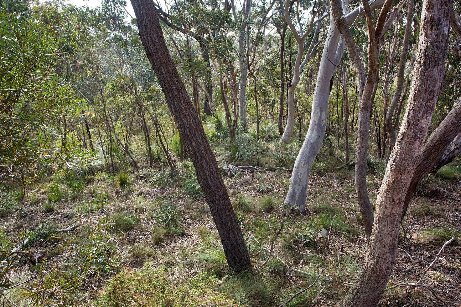 Main view of Homely residentialLand listing, Block 9 - Lot 172 and 126 DP 16449 - 42 Godson Avenue, Blackheath NSW 2785