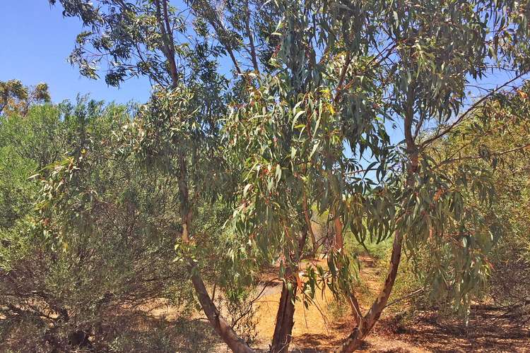 Fifth view of Homely residentialLand listing, Lot 121 Homestead Loop, Jurien Bay WA 6516