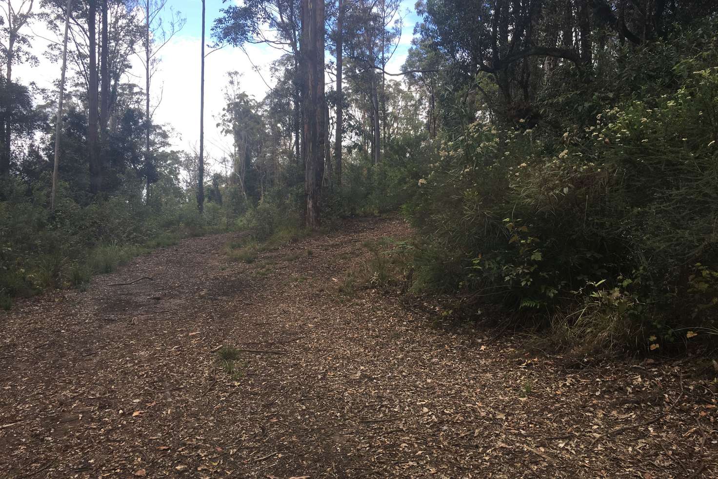 Main view of Homely ruralOther listing, 82 Mount Street Dundurrabin, Dorrigo NSW 2453