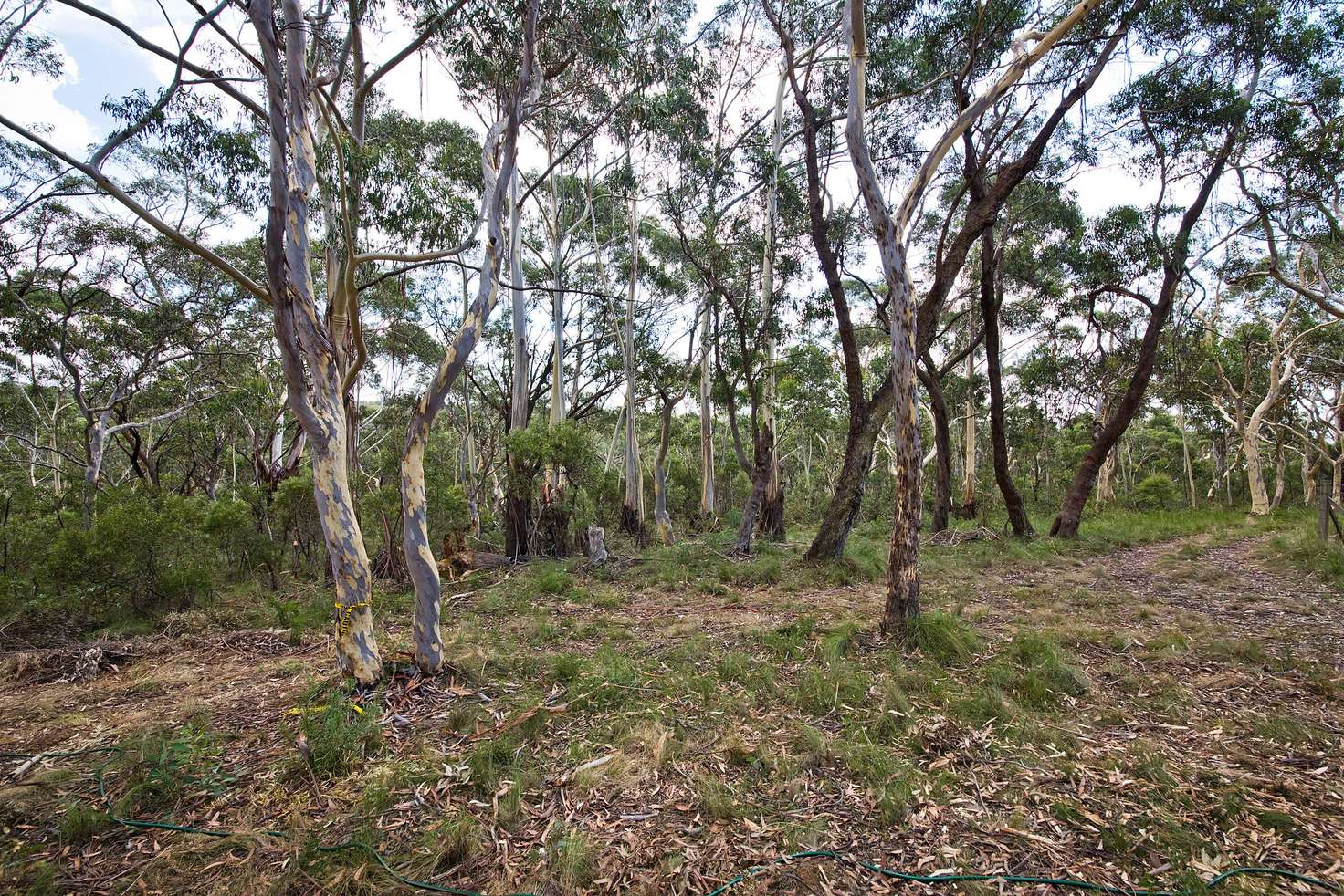 Main view of Homely residentialLand listing, 48 Godson Ave (Block 5), Blackheath NSW 2785