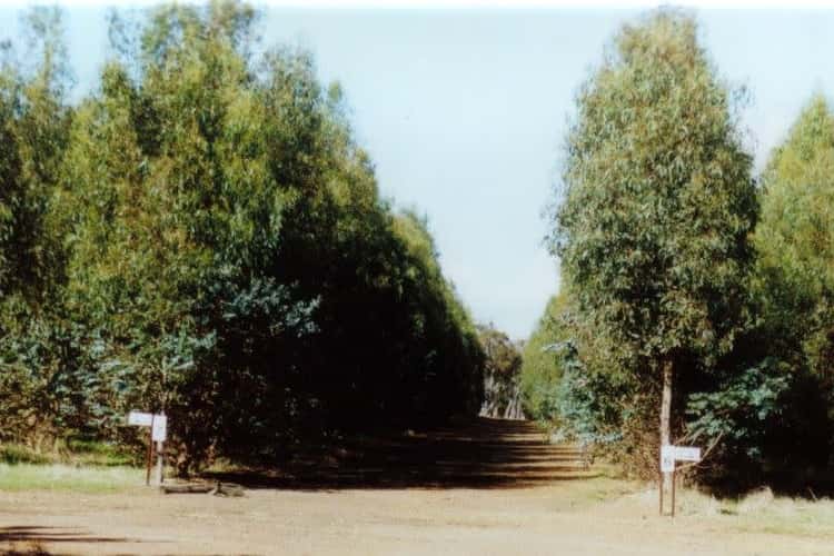 Main view of Homely ruralOther listing, Boddington Tree Farm, 31 Marradong Road, Boddington WA 6390